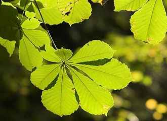 Image showing Green leaf