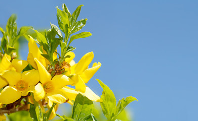 Image showing Blossoming forthysia in spring against blue sky and with space for text