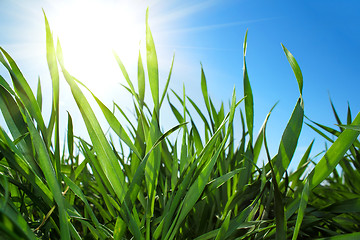 Image showing Green grass and blue sky with sun