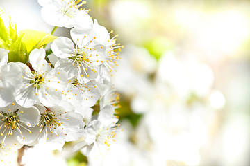 Image showing Blossoming apple garden in spring with very shallow focus