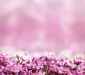 Image showing background with pink blossoming flowers