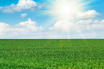 Image showing Sun and field of green fresh grass under blue sky