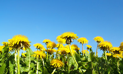 Image showing Field of spring flowers dandelions and perfect sunny day 