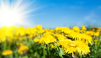 Image showing Field of spring flowers dandelions and perfect sunny day 