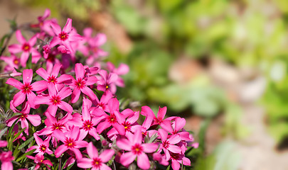 Image showing pink blossoming plants in the spring garden