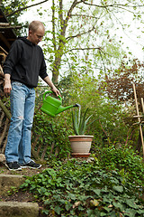 Image showing gardener repot young aloe vera plants