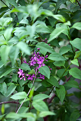 Image showing beautiful purple lilac flowers in spring outdoor