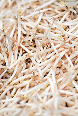 Image showing fresh soybean sprouts closeup