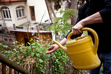 Image showing gardener repot young aloe vera plants