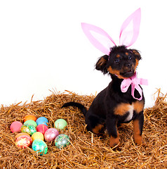 Image showing funny cute easter dog with pink rabbit ears