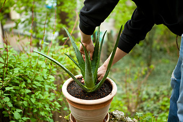 Image showing gardener repot young aloe vera plants