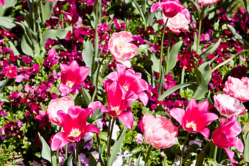 Image showing beautiful colorful pink tulips outdoor in spring