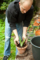 Image showing gardener repot young aloe vera plants