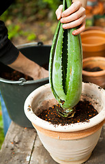 Image showing gardener repot young aloe vera plants