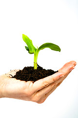 Image showing growing green plant in a hand isolated 