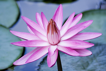 Image showing Pink Water Lily