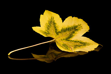 Image showing Golden Leaf