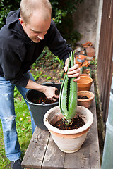 Image showing gardener repot young aloe vera plants