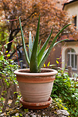 Image showing aloe vera plant in the garden 