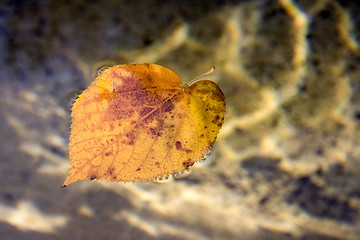 Image showing Floating Leaf