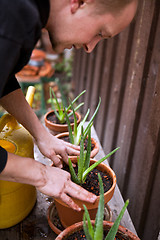 Image showing gardener repot young aloe vera plants