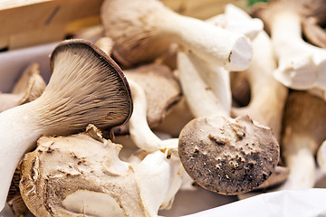 Image showing oyster mushroom