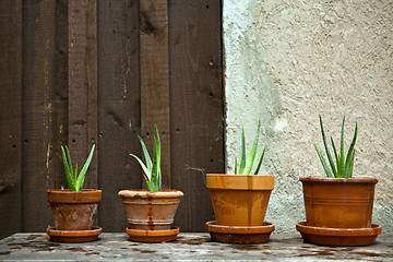 Image showing aloe vera plant in the garden 