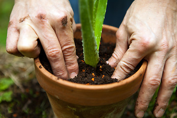 Image showing gardener repot young aloe vera plants