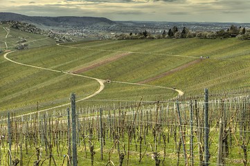 Image showing green grapevine in springtime 
