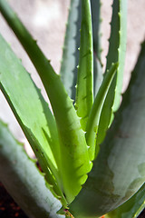 Image showing aloe vera plant in the garden 