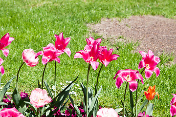 Image showing beautiful colorful pink tulips outdoor in spring