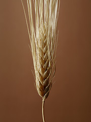 Image showing Barley