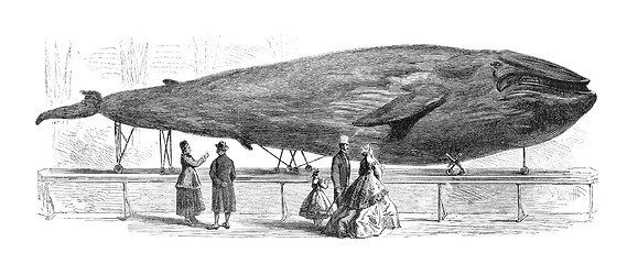 Image showing Blue Whale