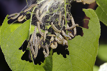 Image showing Bird-Cherry moth caterpillar