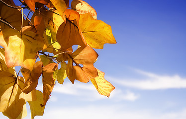 Image showing Autumn Foliage