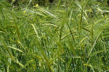 Image showing Wild-growing cereals on green meadow in spring