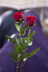 Image showing Red roses