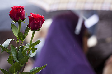 Image showing Red roses