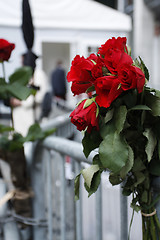 Image showing Red roses