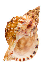 Image showing Sea shell