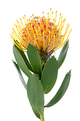 Image showing Pincushion Protea