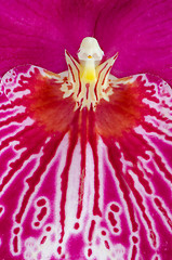 Image showing Pansy Orchid - Miltonia Lawless Falls 