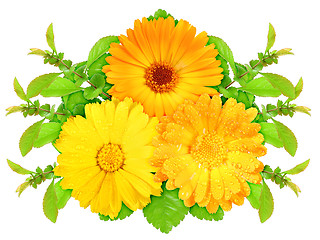 Image showing Three orange flowers with green leaf