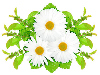 Image showing Three white flowers with green leaf