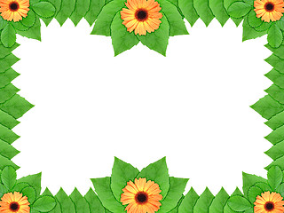 Image showing Floral frame with orange flowers and green leaf