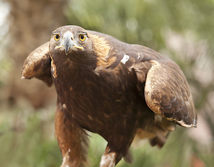 Image showing California Golden Eagle