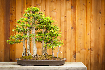 Image showing Bald Cypress Bonsai Tree Forest Against Wood Fence