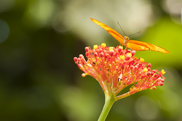 Image showing Beautiful Orange Butterfly on Colorful Flower