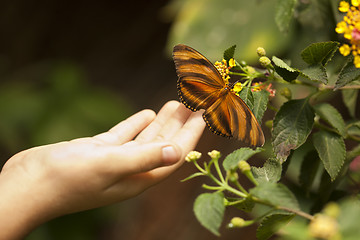 Image showing Child Hand Touching an Oak Tiger Butterfly on Flower