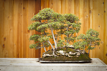 Image showing Elm Bonsai Tree Forest Against Wood Fence